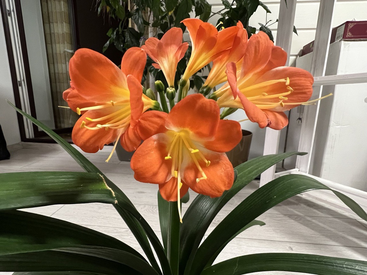 Кливия киноварная. Фото из личного архива