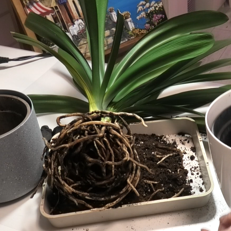 Корневище кливии