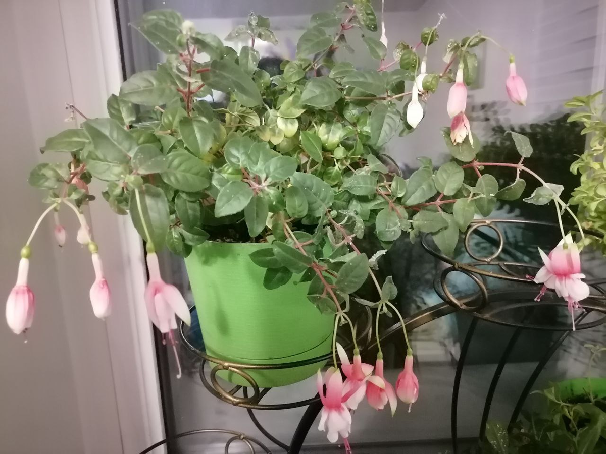 Фуксия, если приглядеться, можно увидеть белых мошек на листьях, фото автора