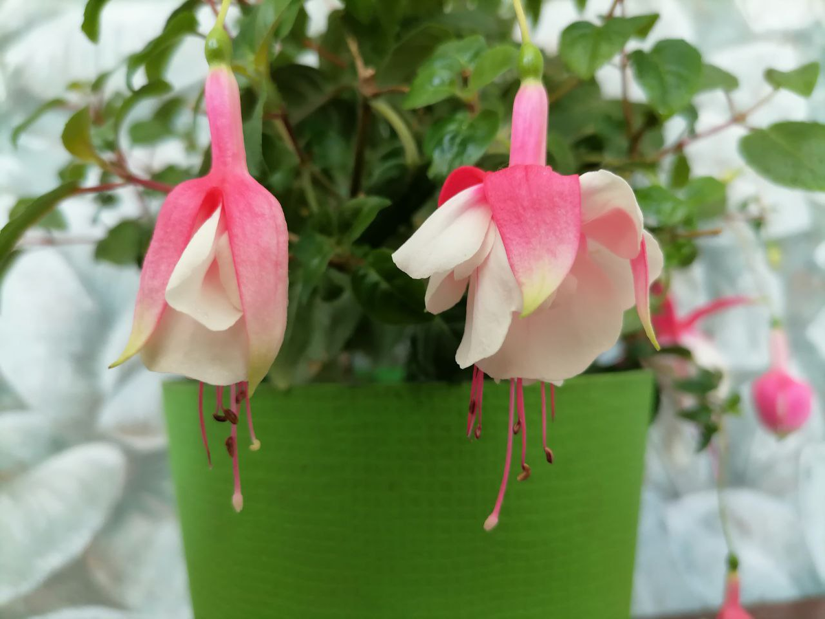 Фуксия махровая, двухцветная, фото автора