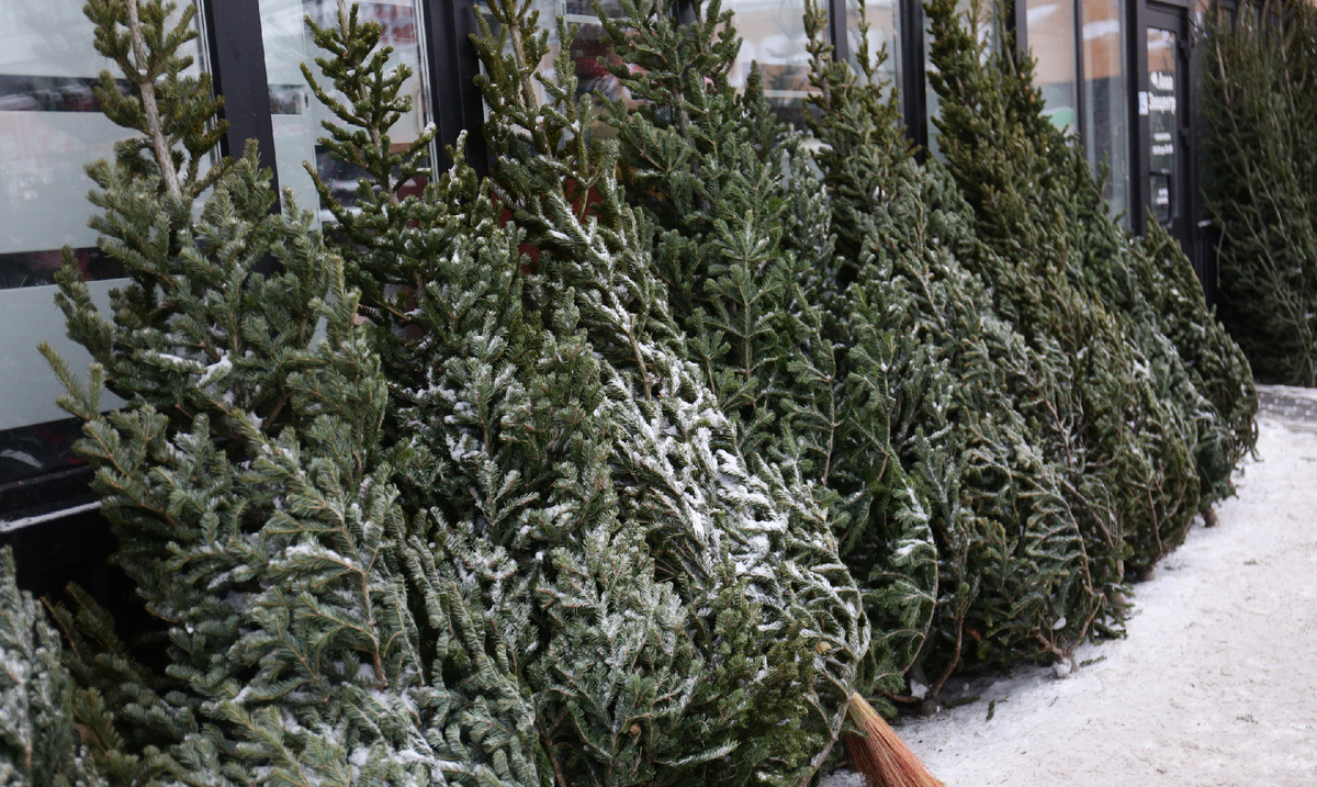 Фото: nsknews.info