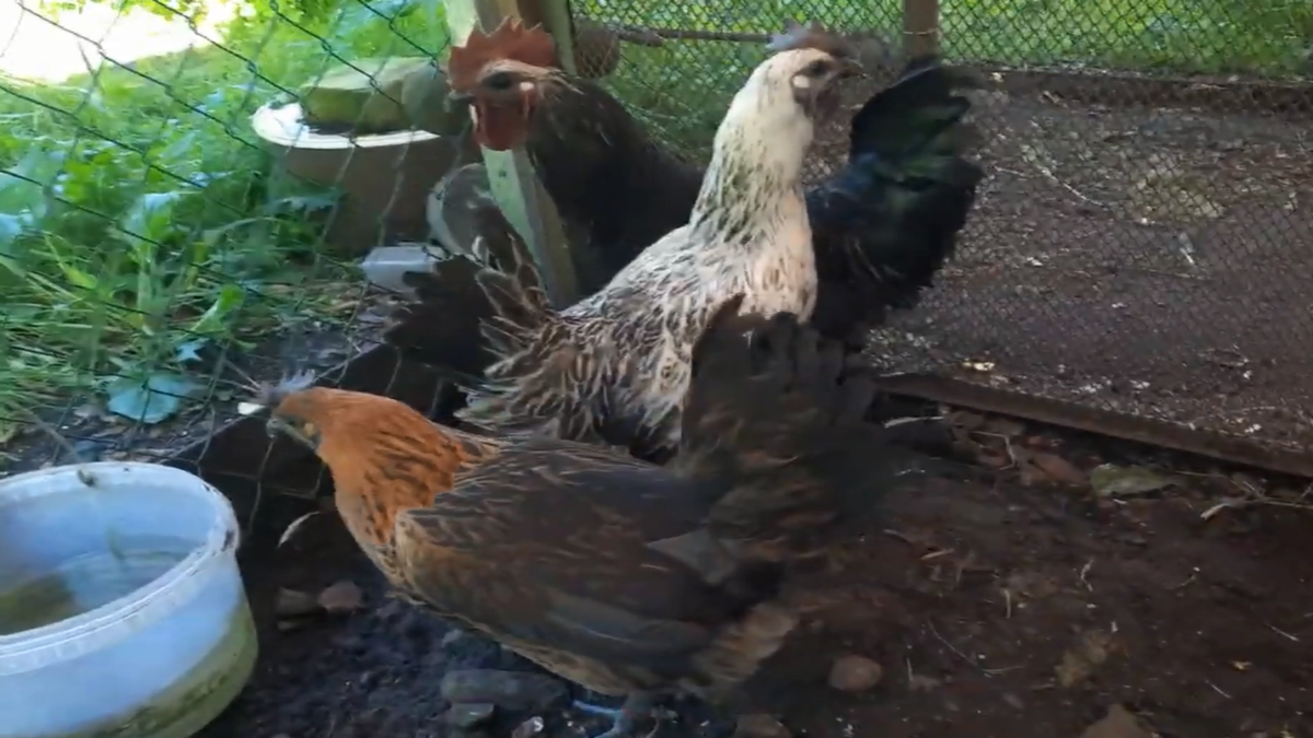Куры породы Лакеданзи в вольере