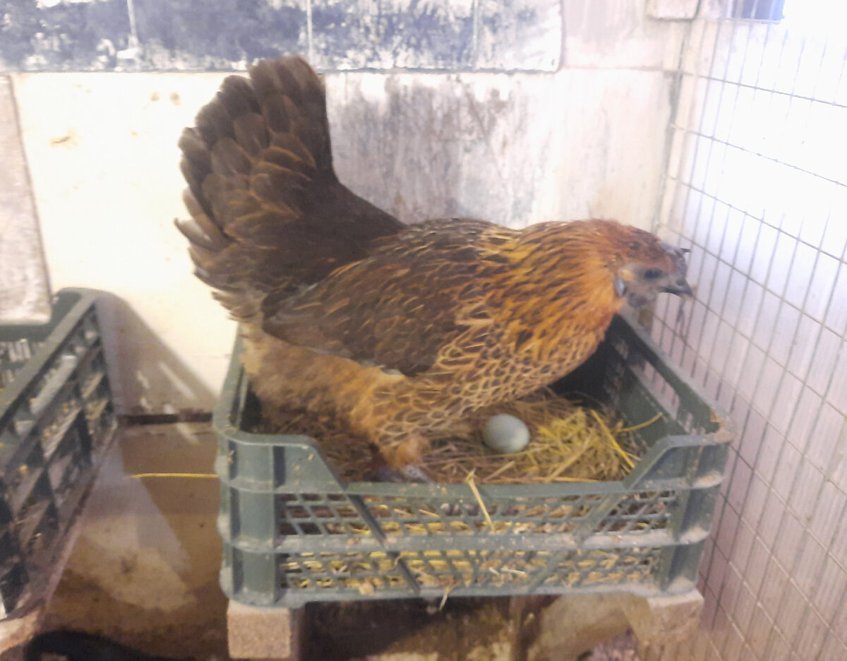 Кура снесла яйцо и отдыхает