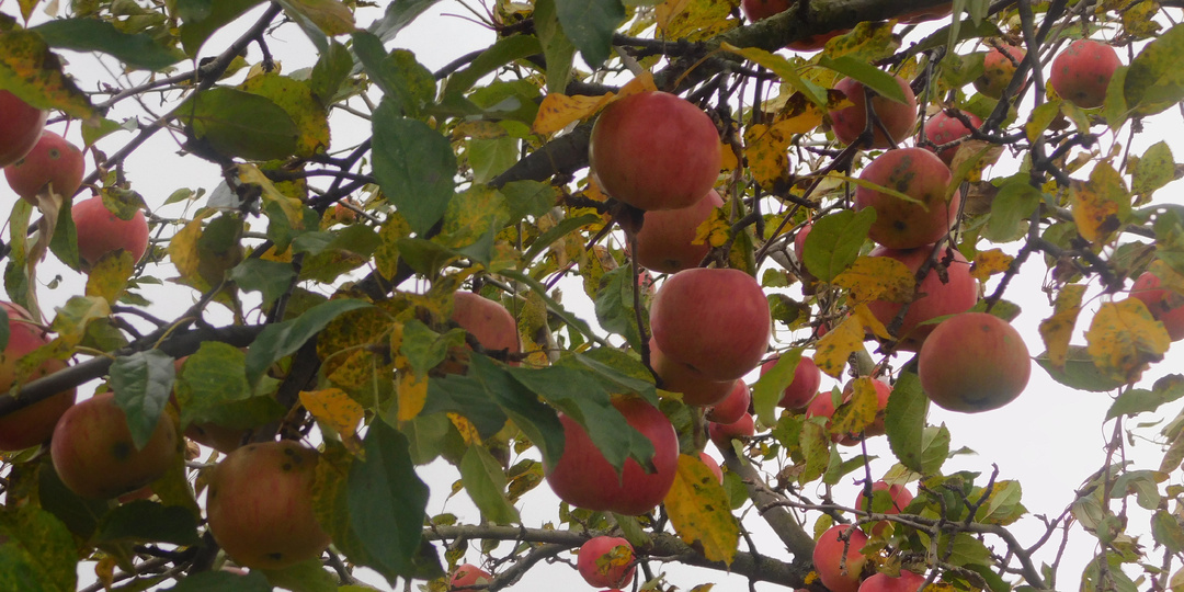 Черёмухи цвет(часть 48)