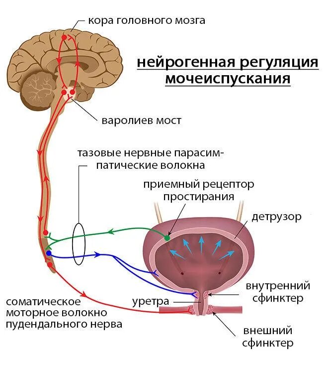 Промежутки между мочеиспусканием