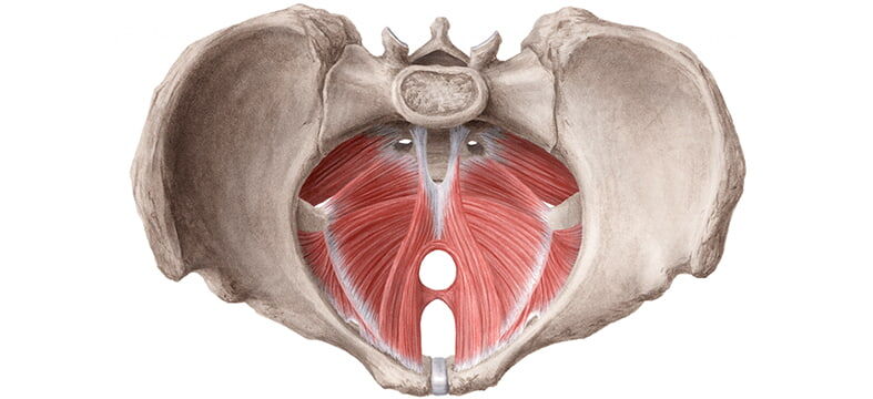 Источник: Яндекс. Картинки. Расположение мышц тазового дна.