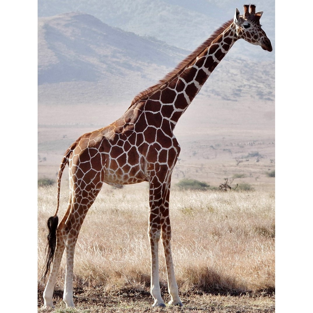 Картинка из свободных источников