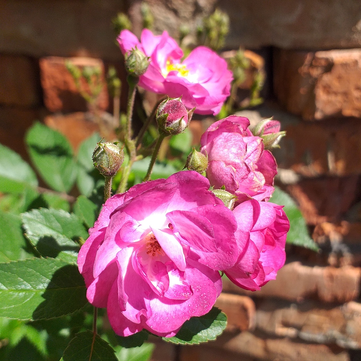 Сибелиус, фото автора