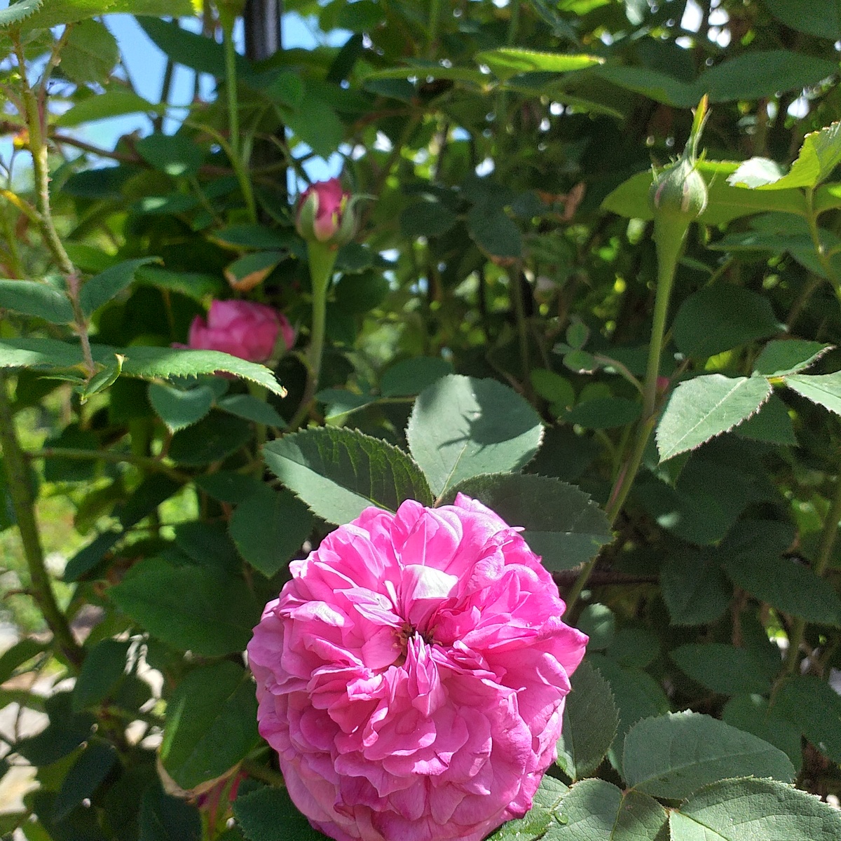 Рен де Виолет, старинная плетистая, фото автора