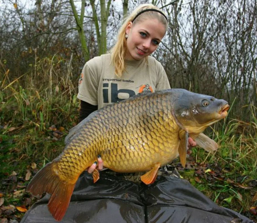 Обыкновенный карп (Cyprinus carpio)