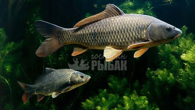 Сазан (лат. Cyprinus carpio)