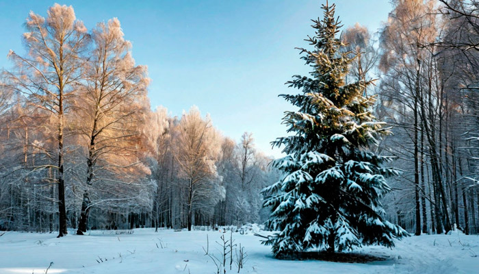 24 декабря нельзя рубить ели. А сосны — можно. Фото: shedevrum.ai