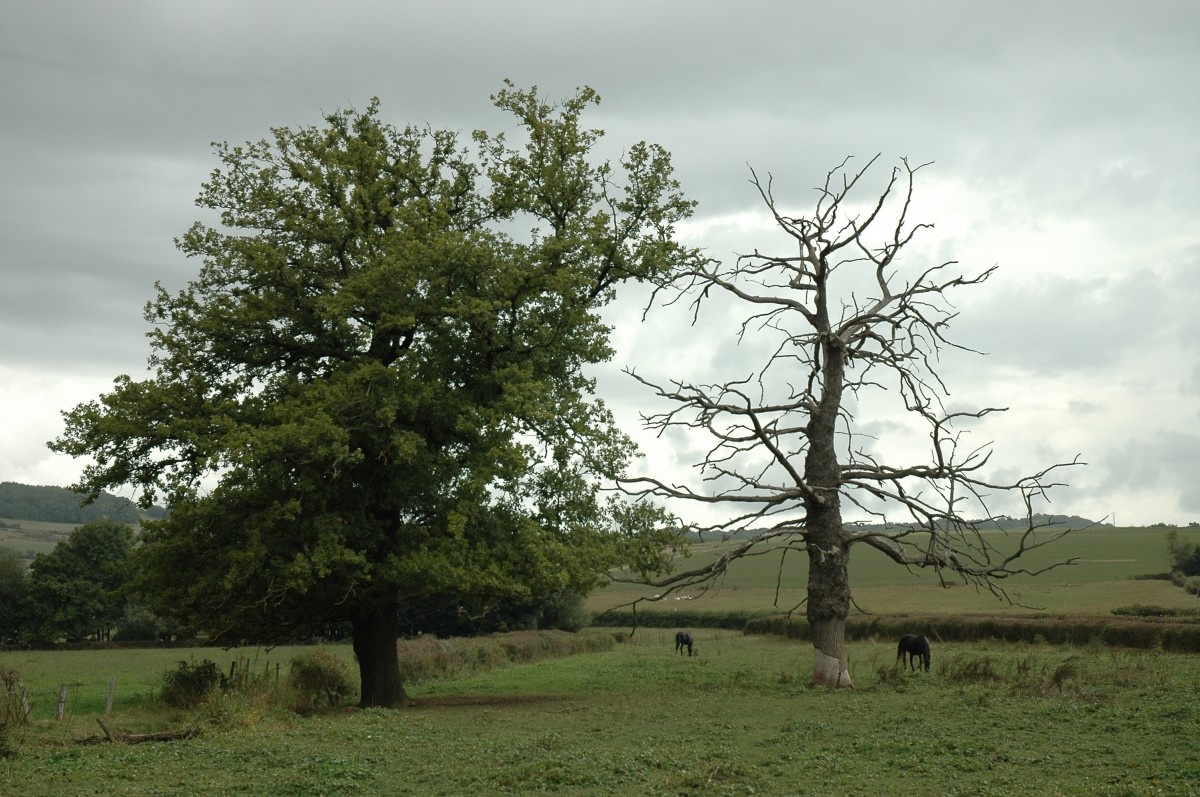 https://c.pxhere.com/photos/76/0c/tree_dead_plant_dead_tree_old_landscape_meadow_horses_clouds-800012.jpg!d