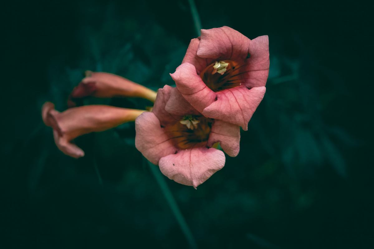 Картинка с бесплатного фотостока https://unsplash.com, автор Wyxina Tresse