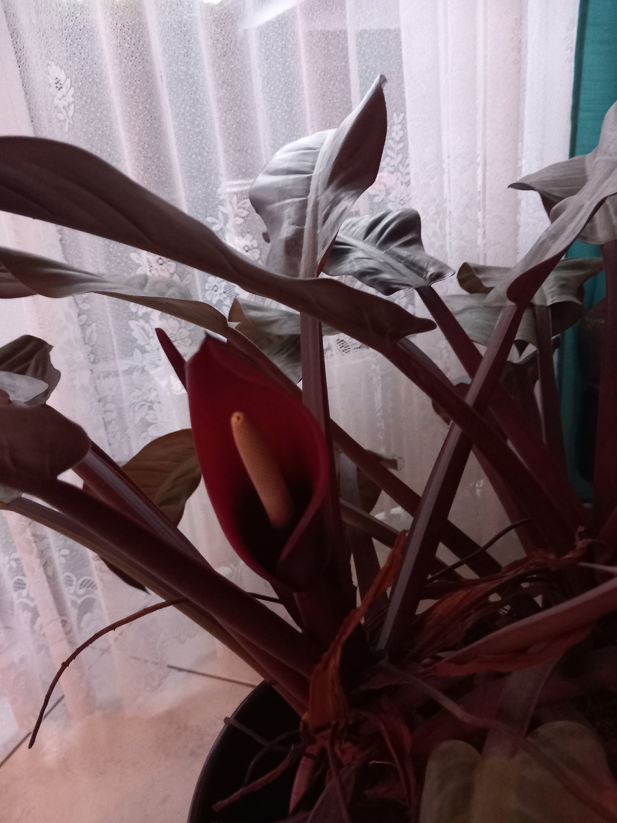 Филодендрон красноватый