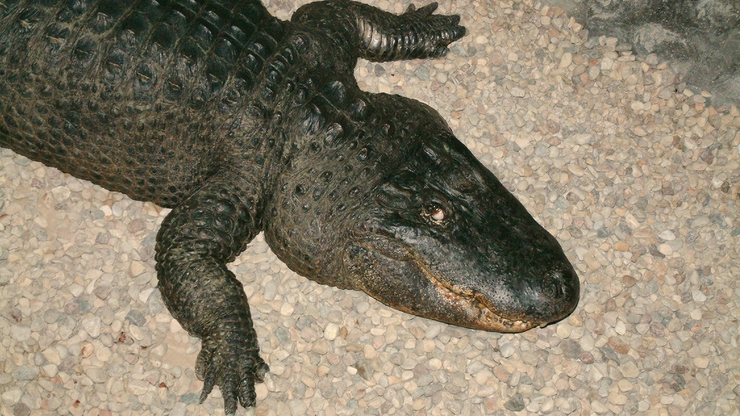    Виктор Лисицын/Globallookpress