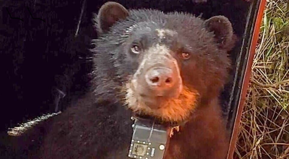   Ruthmery Pillco Huarcaya et al. / Ecology and Evolution, 2024