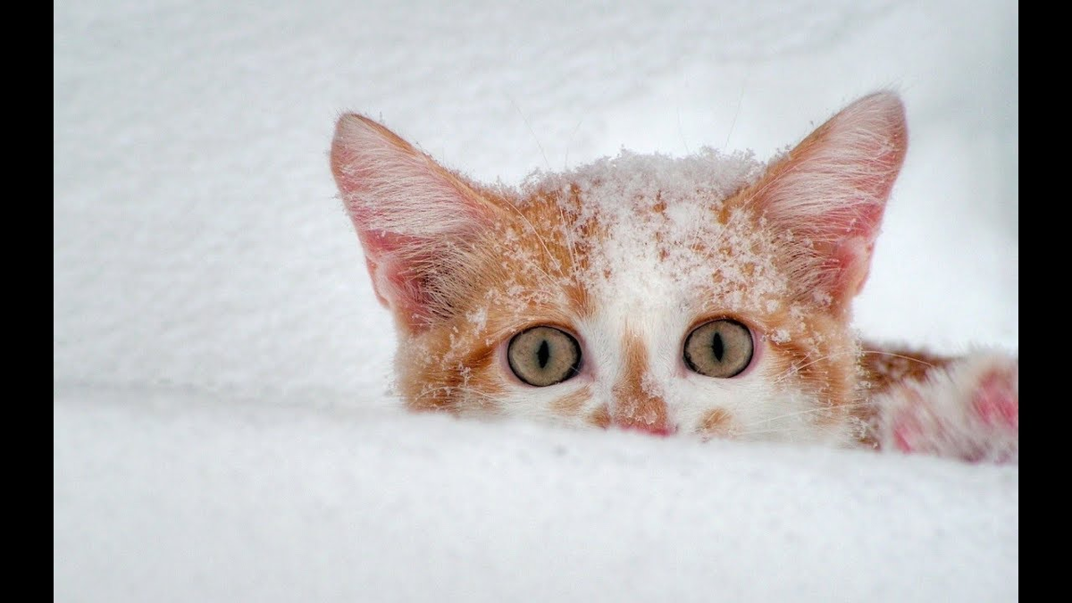 Фото с YouTube для примера