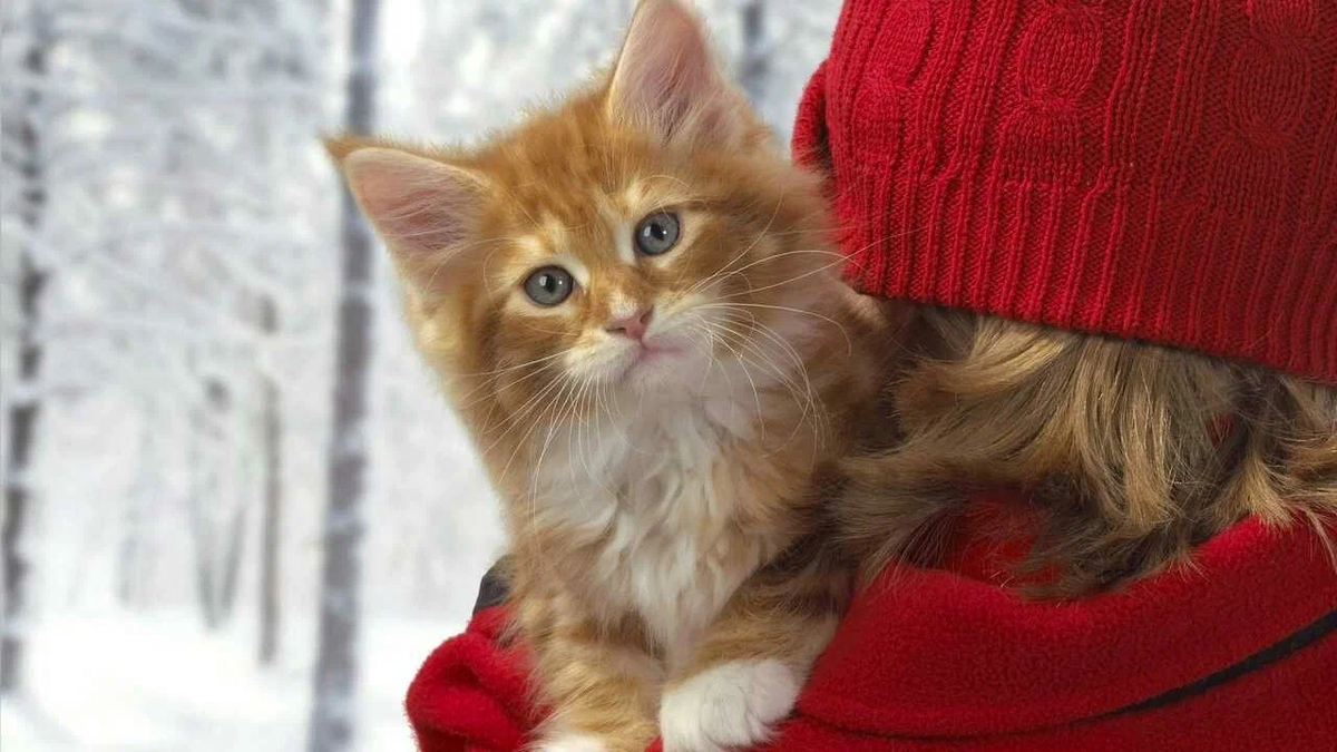 Фото с market.yandex.ru для примера