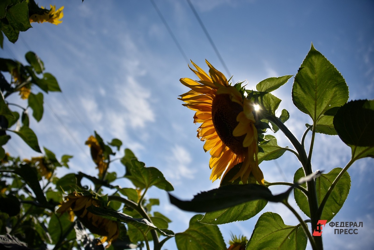 Аграрии рассказали об актуальных проблемах.  Фото: Фото: ФедералПресс / Полина Зиновьева