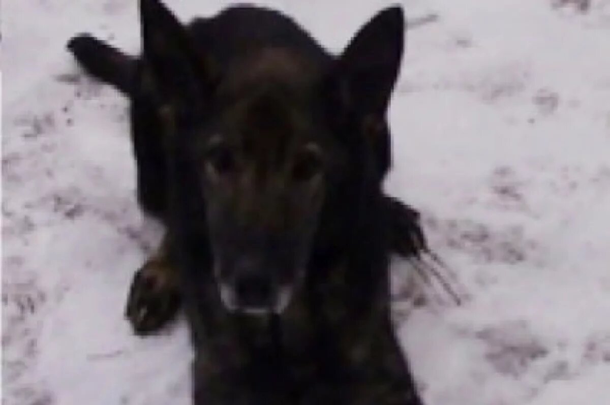    Рабочие качества Майкл утратил, но остаётся здоровой и бодрой собакой