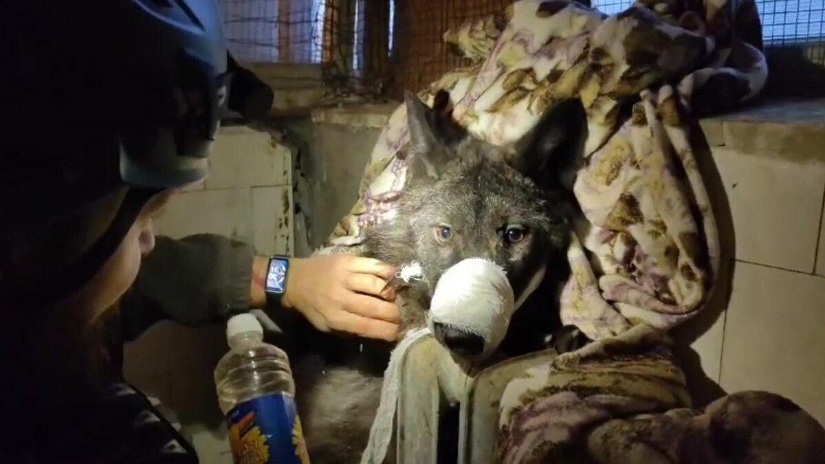    Фото: t.me/koshkispas