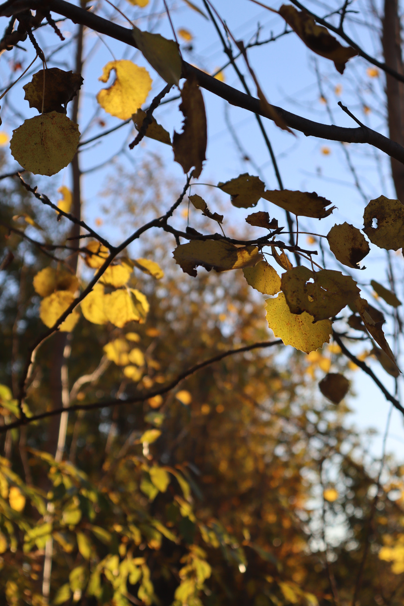 Золотая листва сопровождала нас всю дорогу
