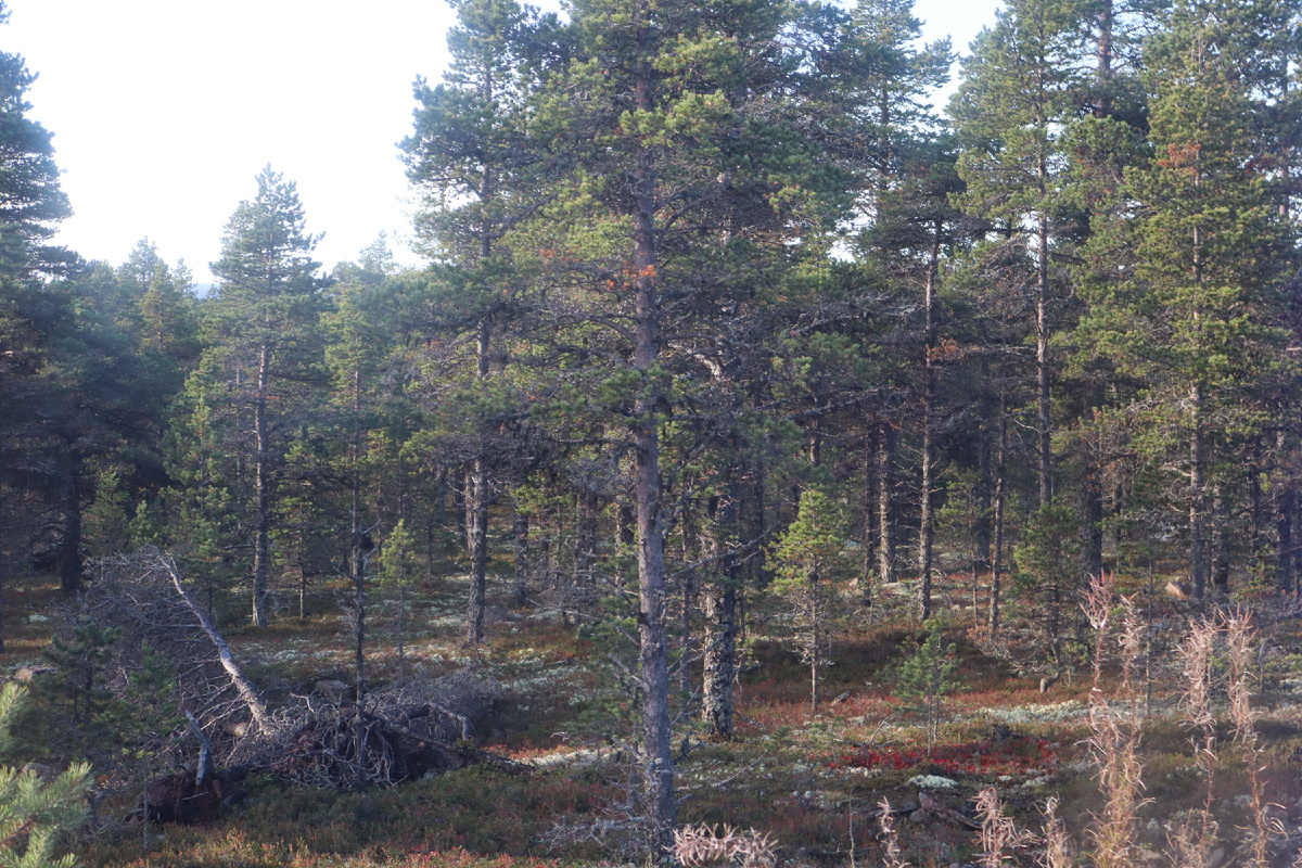 Найдете медведя? Я не сразу успела сфотографировать его!