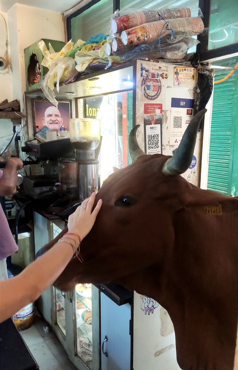 Корова пытается зайти прямо в кафе в Варанаси. Фото: Индия Свами