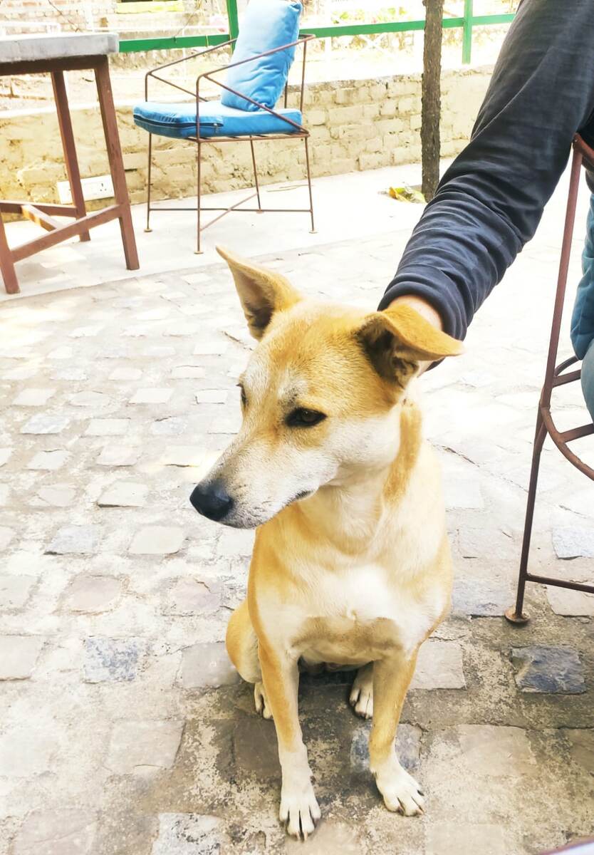 Собаки в Ришикеше приходят на завтрак в кафе и ждут кормления. Фото: Индия Свами