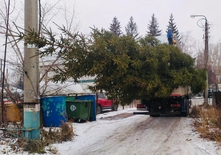 Огромное дерево спилили и увезли, чобы поставить на площади. Фото: соцсети.
