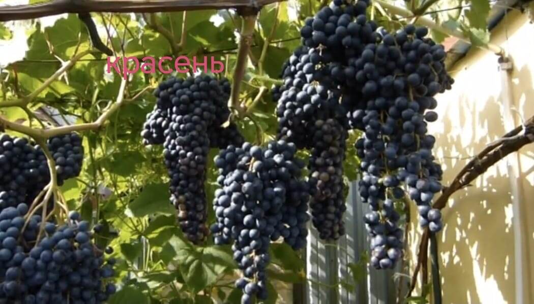 Фото винограда, сорт Красень 
