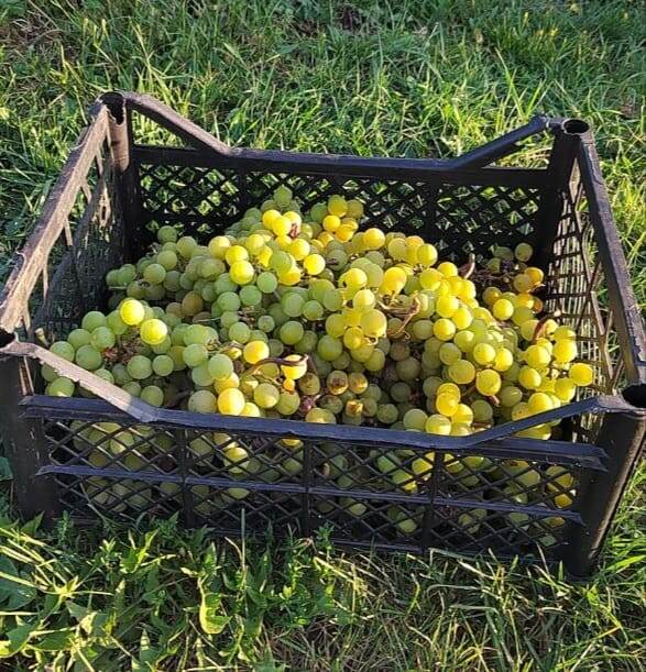 Небольшая часть урожая