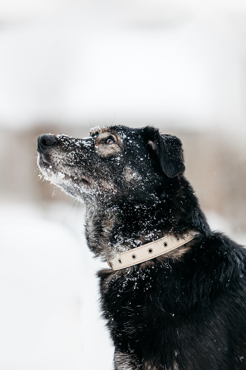 Арчи и надежда на будущее