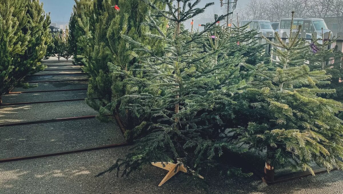     Источник: 1MI