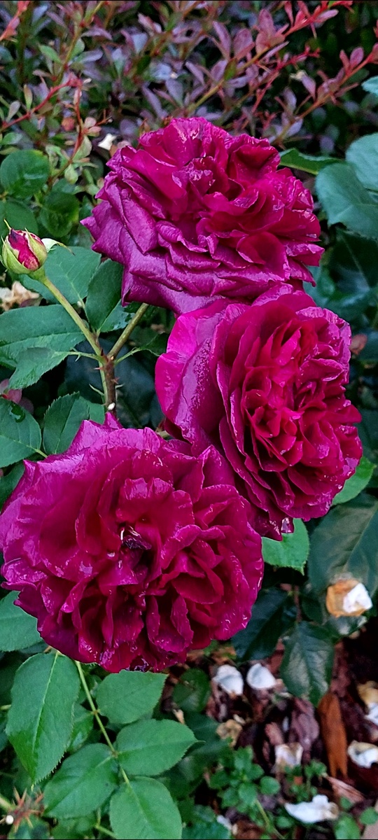 Лакировка после дождика) 