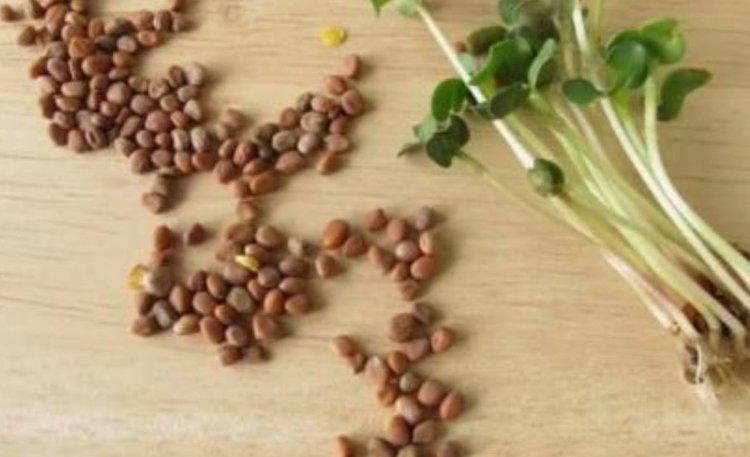    Пермские семена овощных культур для производства микро-зелени набирают популярность в Узбекистане