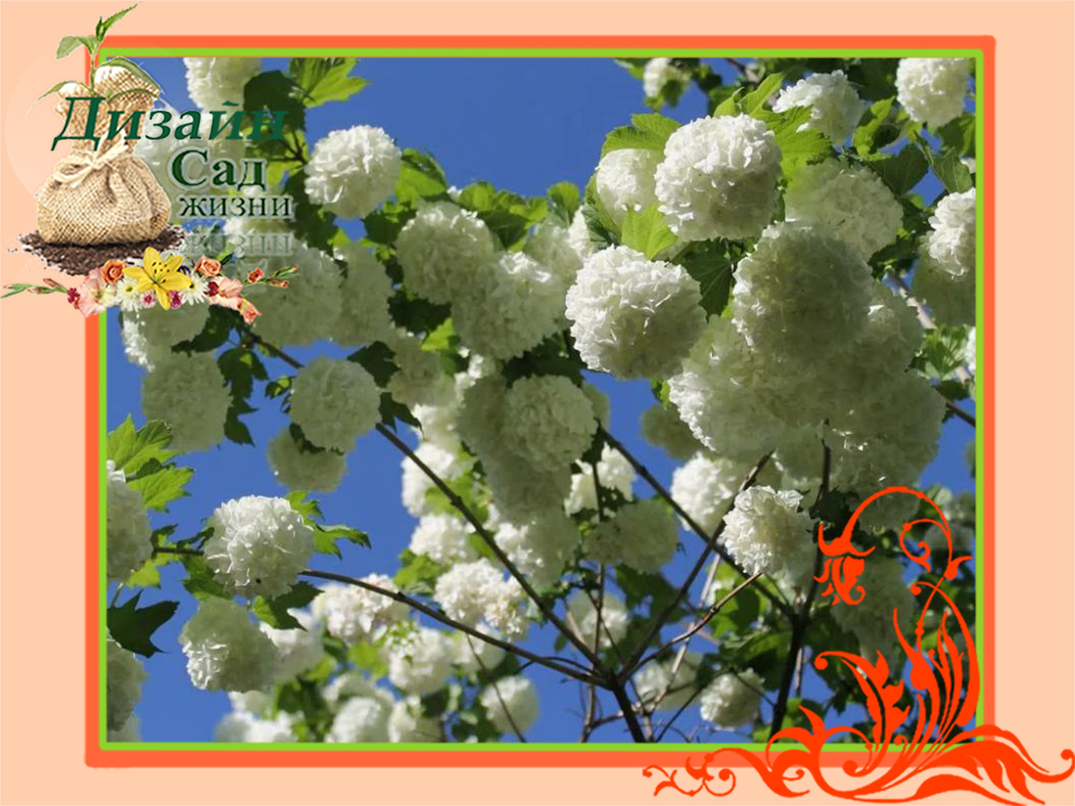 Обрезка декоративных кустарников. Калина