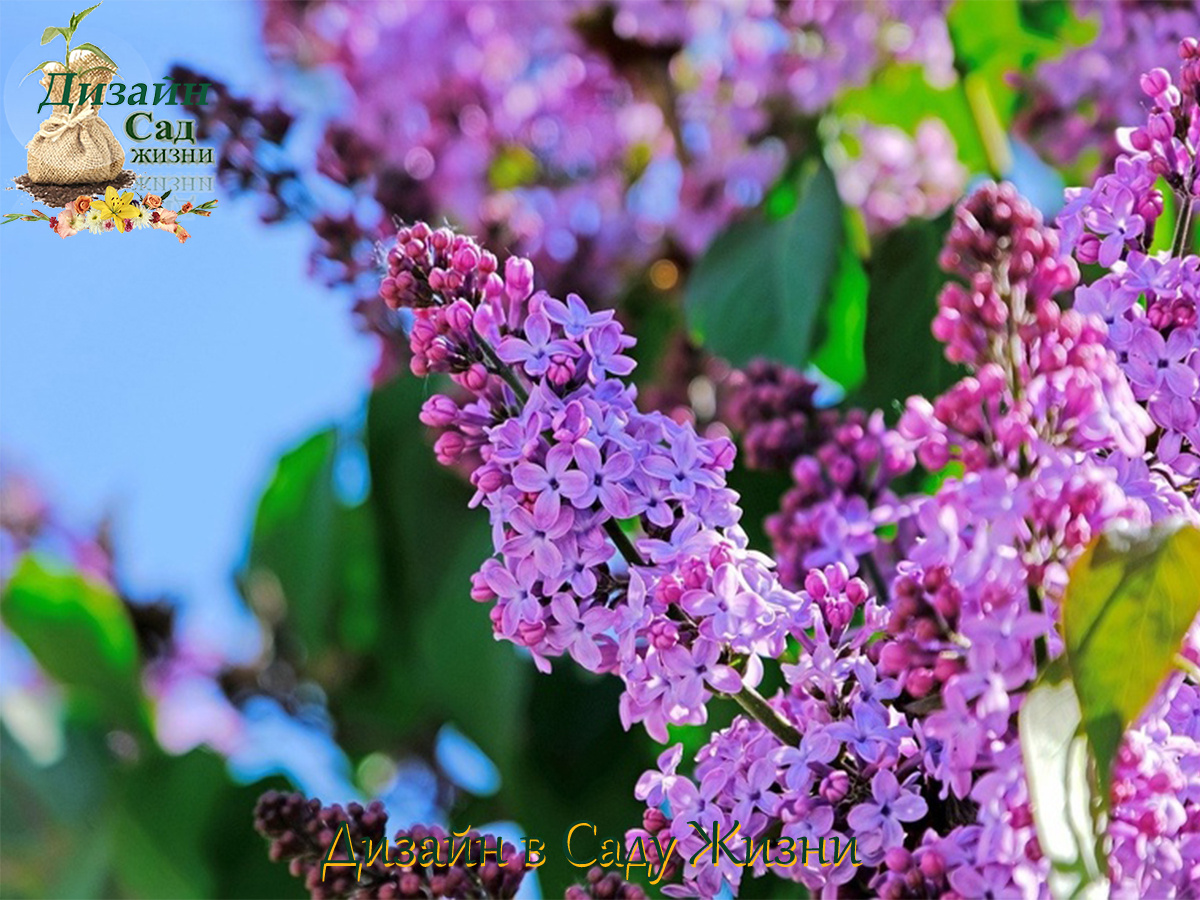 Обрезка декоративных кустарников. Сирень