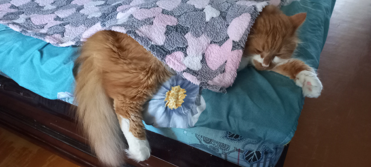 Фото автора (мой Степан)