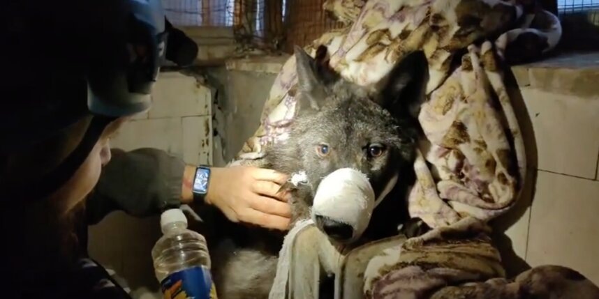    Скриншот видео t.me/koshkispas