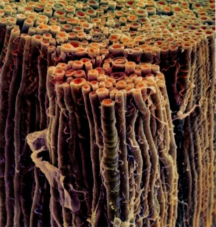 Нейроны головного мозга 