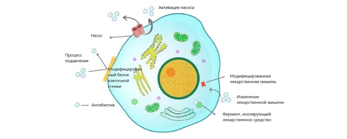 Рис. 1. Схематическое изображение общего механизма устойчивости к антибиотикам