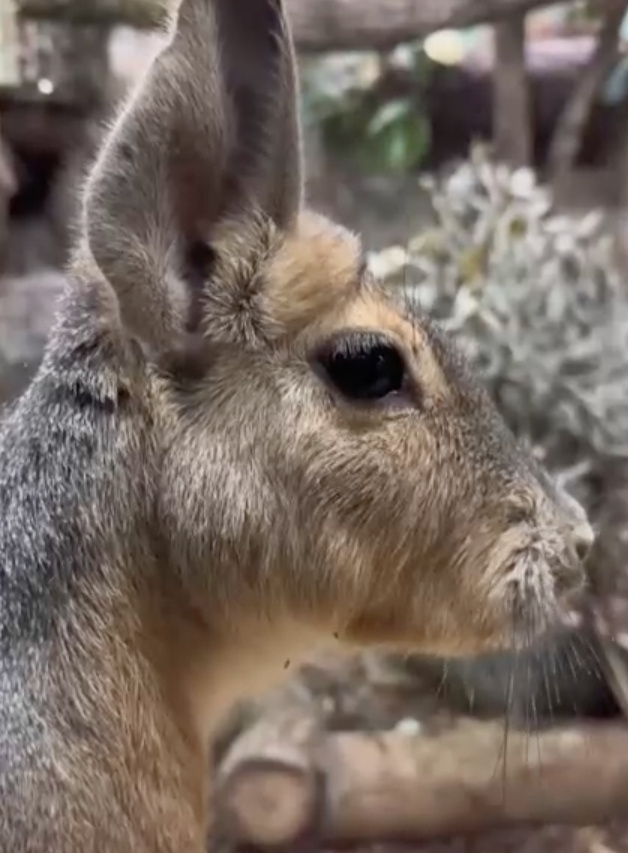   Скриншот видео Ленинградского зоопарка