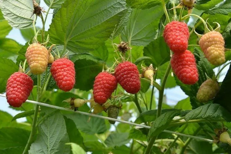 Сорт "Соколица"