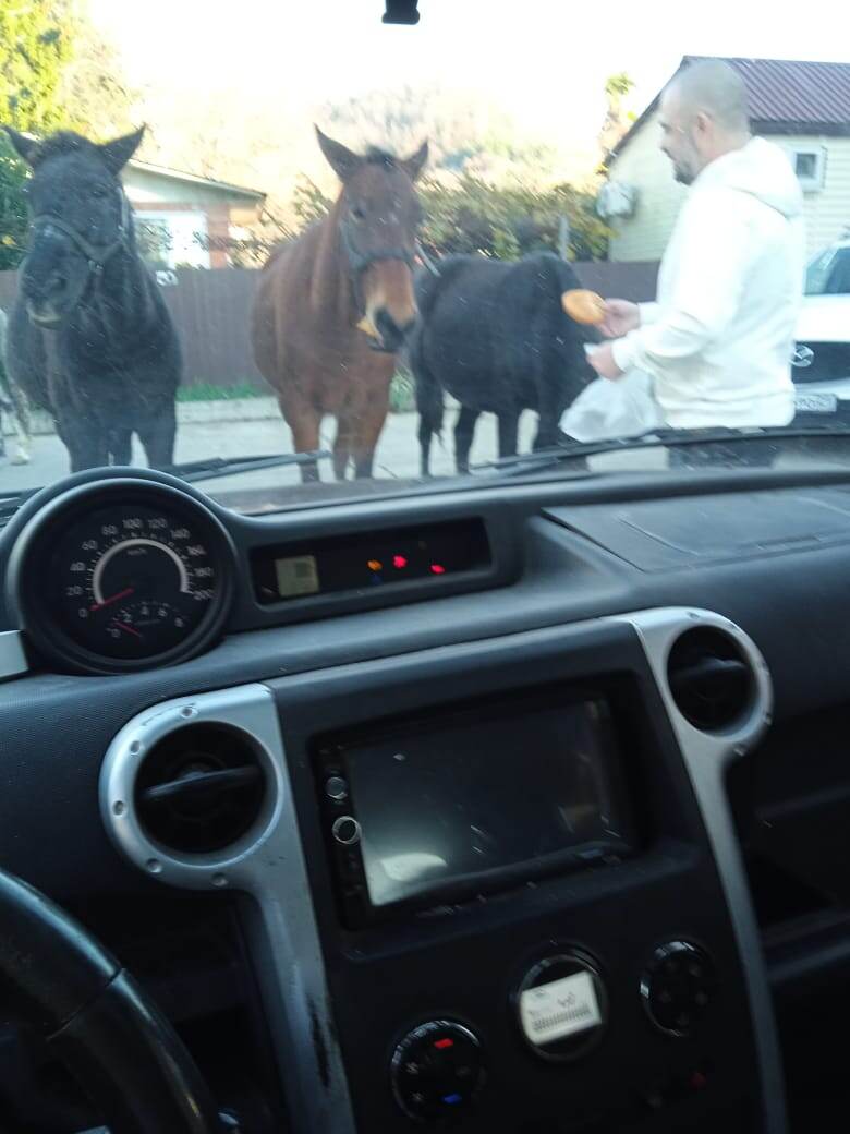 Лошадей кормят хлебом