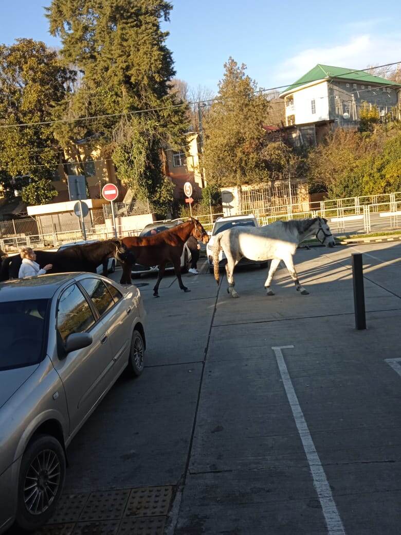 Лошади возле пекарни