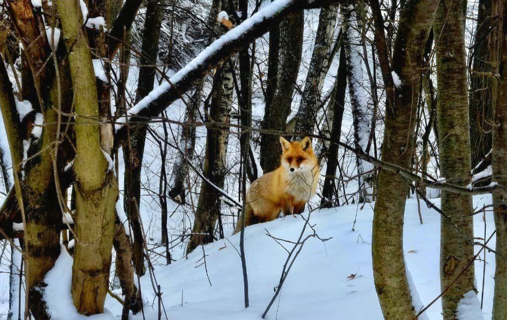    Пушистая пациентка пришла на \