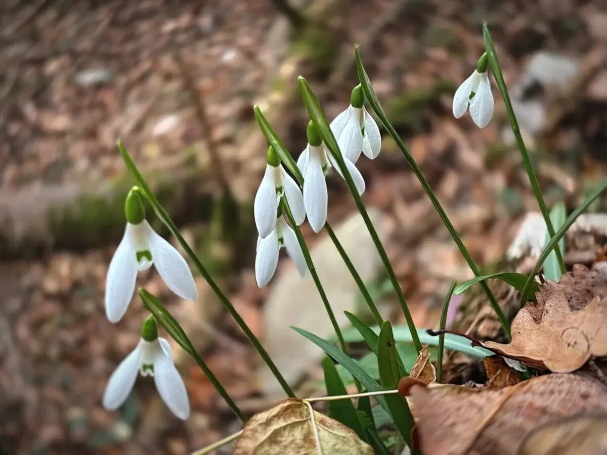     © Сочинский национальный парк. Наталья Елагина
