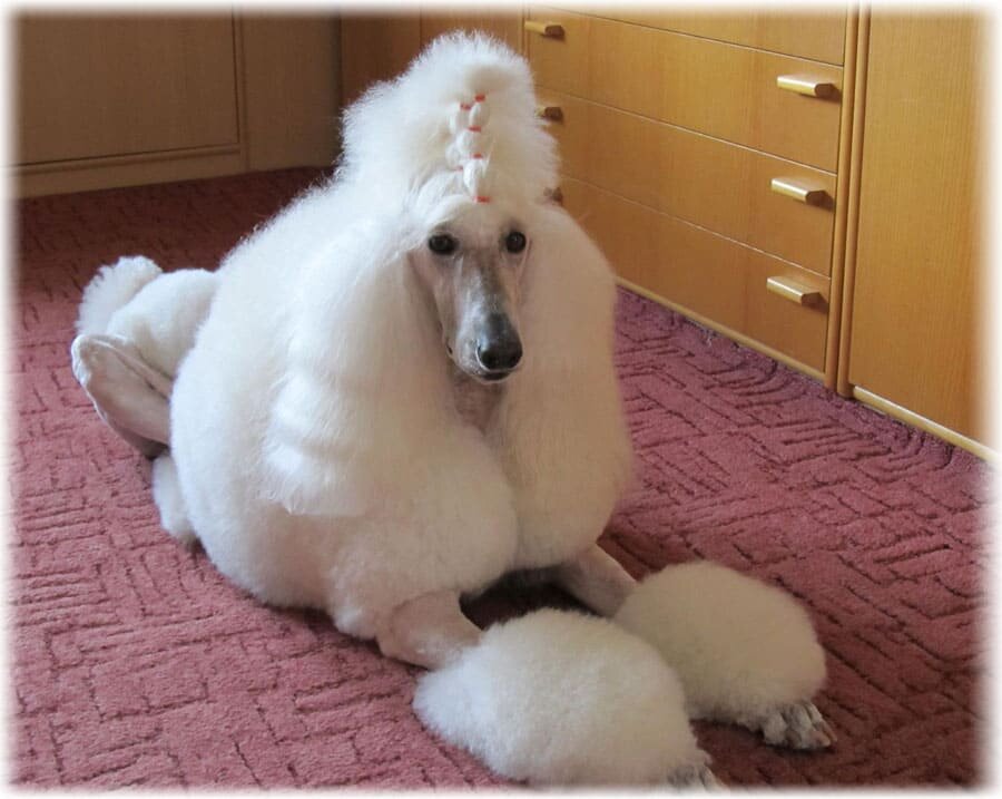 Королевский пудель. Фото из открытых источников. Для примера